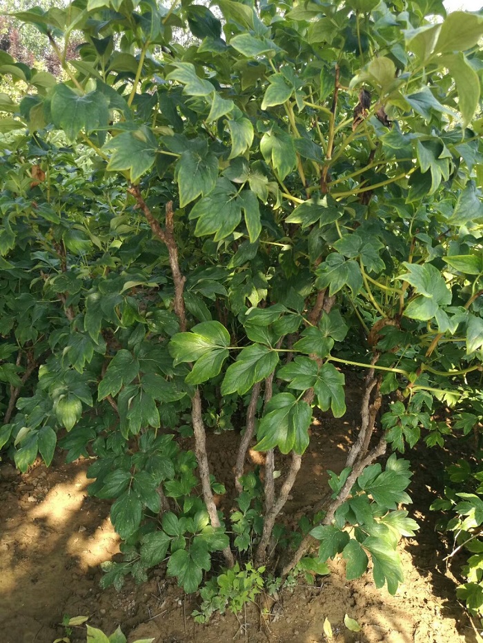 牡丹树